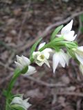 Cephalanthera epipactoides