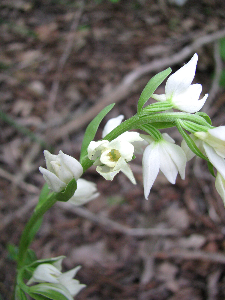 Изображение особи Cephalanthera epipactoides.