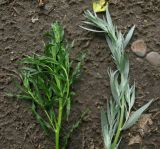 Artemisia glauca