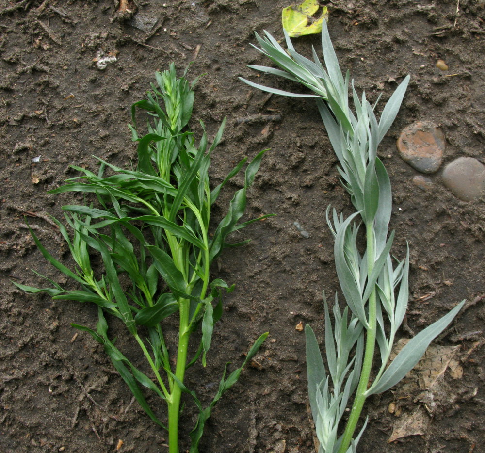 Изображение особи Artemisia glauca.