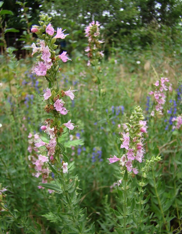 Изображение особи Hyssopus officinalis.