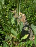 Lactuca tatarica