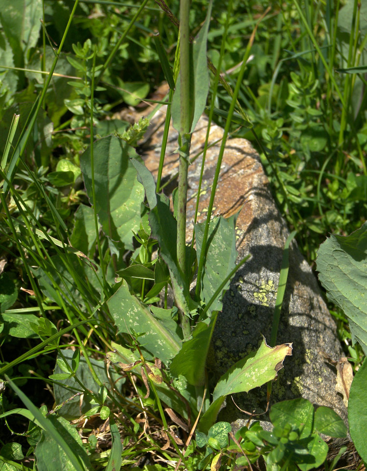 Image of Lactuca tatarica specimen.