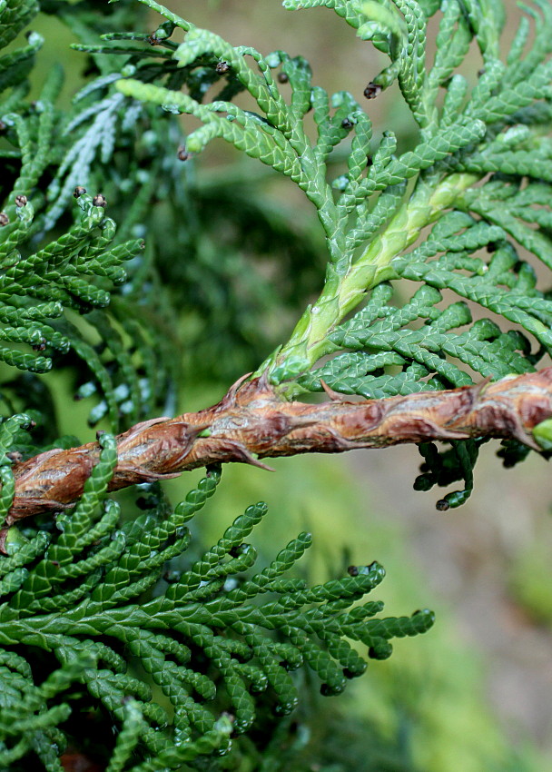 Image of Thuja koraiensis specimen.