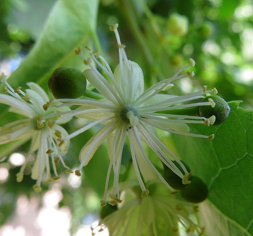 Image of Tilia cordata specimen.