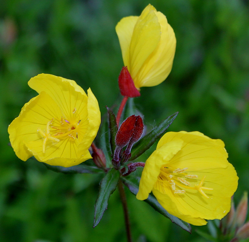 Изображение особи Oenothera fruticosa.