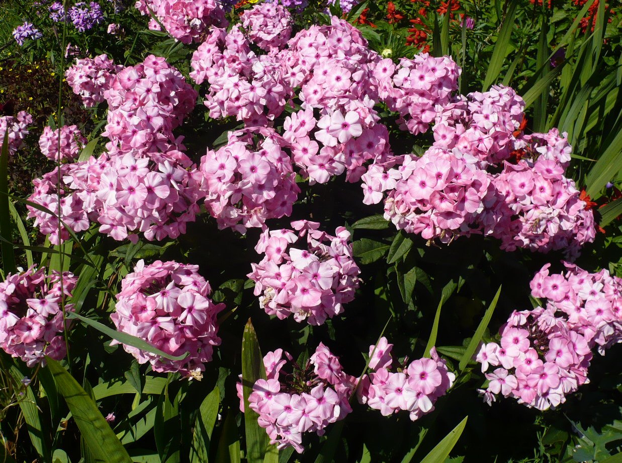 Изображение особи Phlox paniculata.