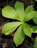Rodgersia aesculifolia. Лист. Германия, г. Дюссельдорф, Ботанический сад университета. 03.06.2014.