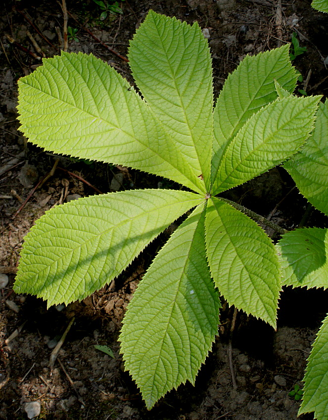 Изображение особи Rodgersia aesculifolia.