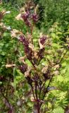 Penstemon digitalis. Отцветшее соцветие с завязями. Германия, г. Дюссельдорф, Ботанический сад университета. 03.07.2014.