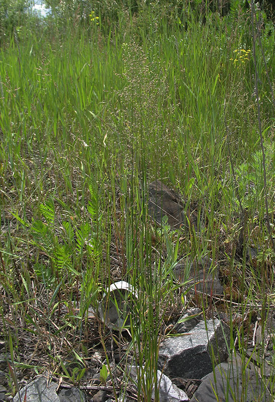 Image of Poa palustris specimen.