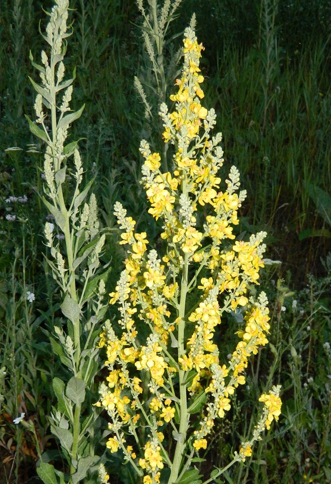 Изображение особи Verbascum lychnitis.