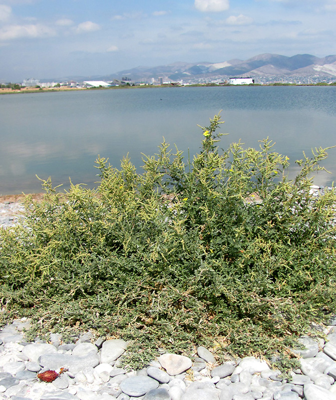 Image of Atriplex tatarica specimen.
