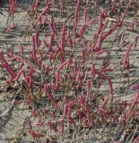 Salicornia perennans
