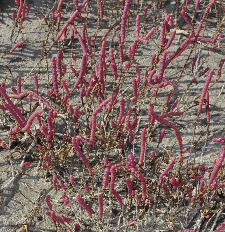 Изображение особи Salicornia perennans.