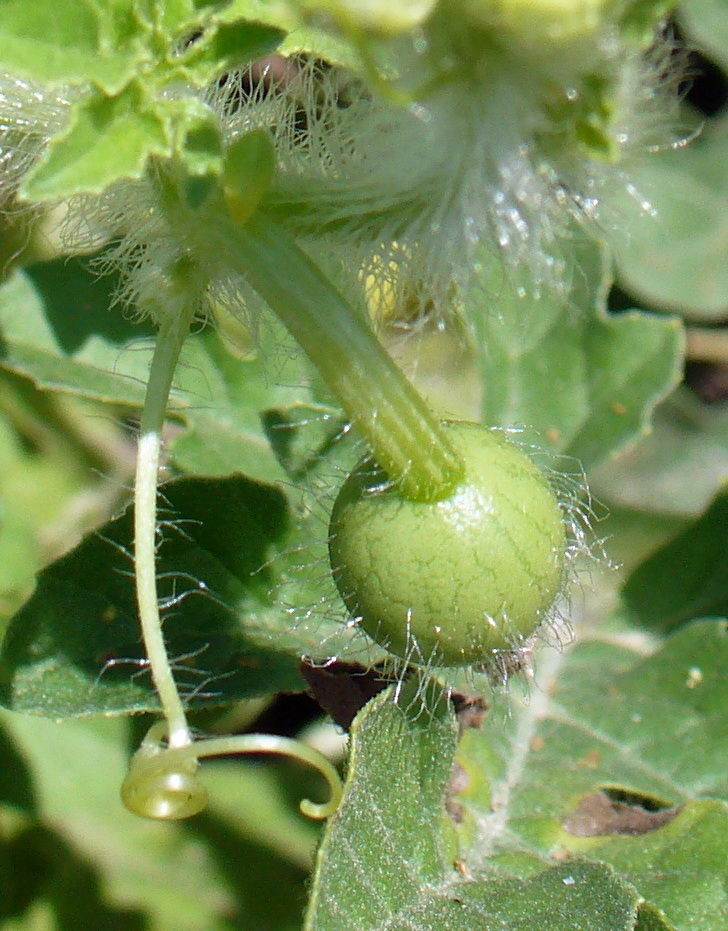 Image of Citrullus lanatus ssp. vulgaris specimen.