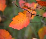 genus Crataegus