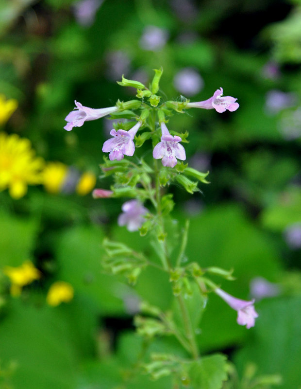 Image of Drymosiphon grandiflorus specimen.