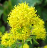 Image of taxon representative. Author is Максим Шевченко