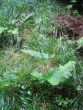 Cirsium waldsteinii