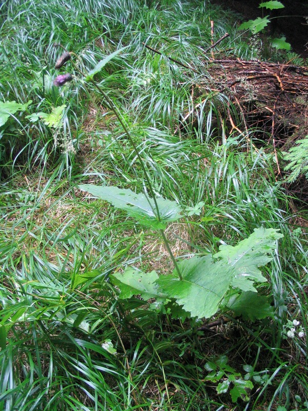 Image of Cirsium waldsteinii specimen.