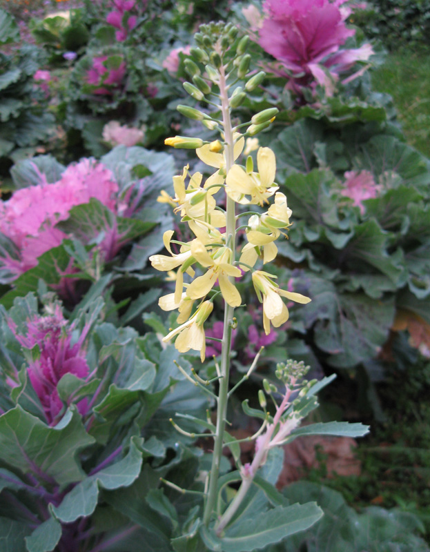 Image of Brassica oleracea var. viridis specimen.