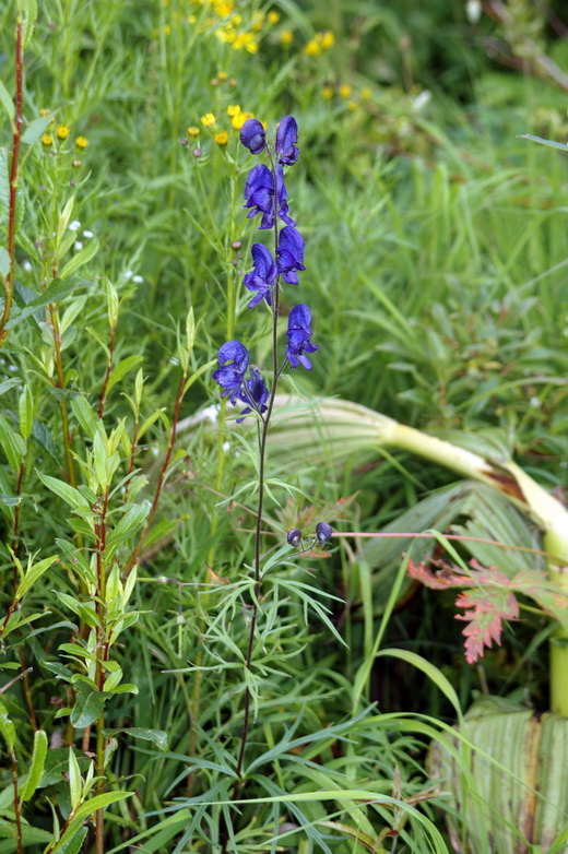 Изображение особи Aconitum altaicum.