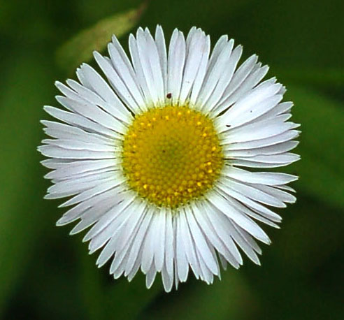 Изображение особи Erigeron annuus.