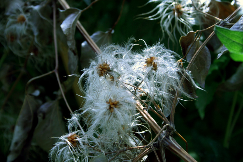 Image of Clematis vitalba specimen.
