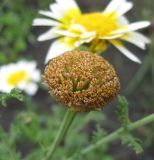 Glebionis coronaria