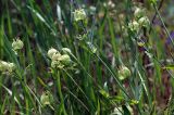 Melandrium latifolium