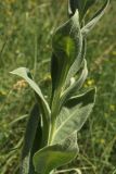 Verbascum densiflorum. Средняя часть побега. Белгородская обл., окр. пос. Борисовка, долина р. Ворскла, остепнённый луг. 29.06.2009.