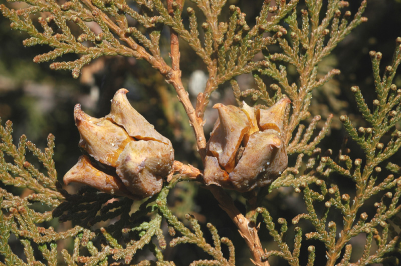 Изображение особи Platycladus orientalis.