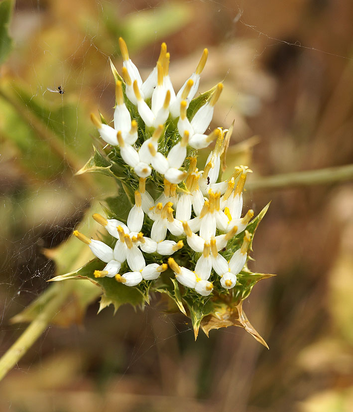 Изображение особи Cousinia triflora.