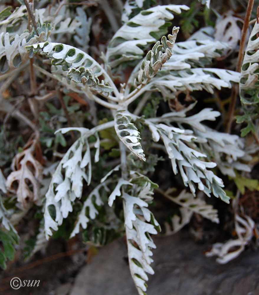 Изображение особи Senecio cineraria.