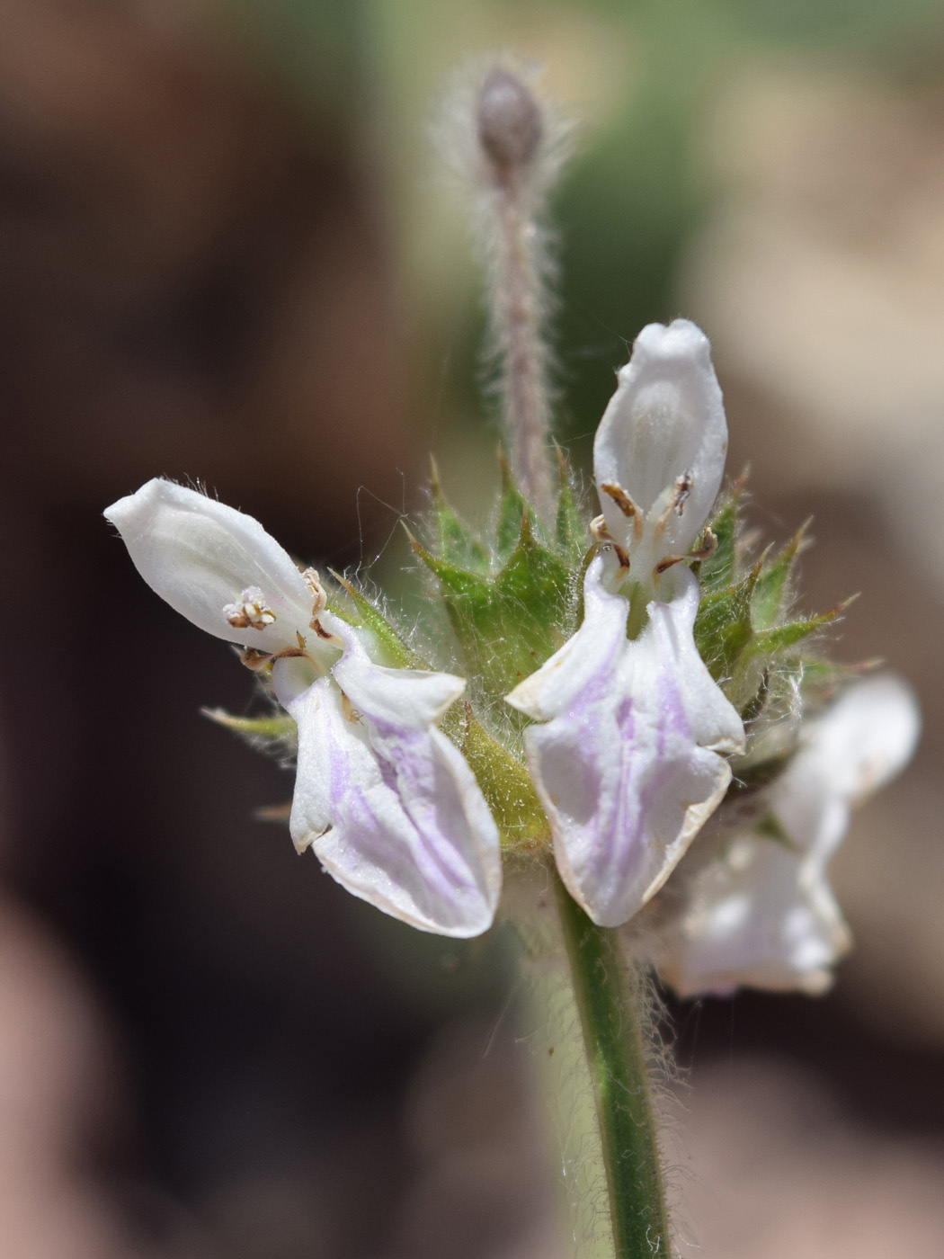 Image of Stachys hissarica specimen.