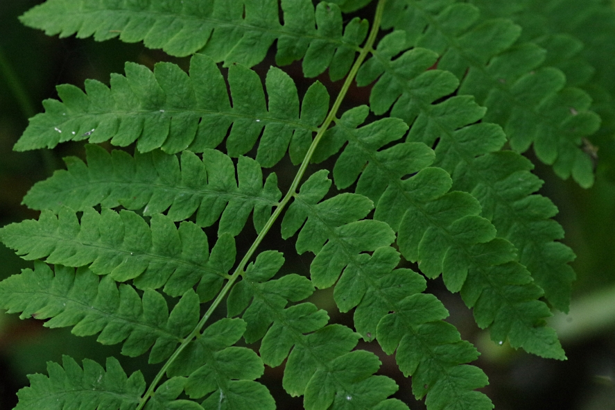 Image of Thelypteris palustris specimen.