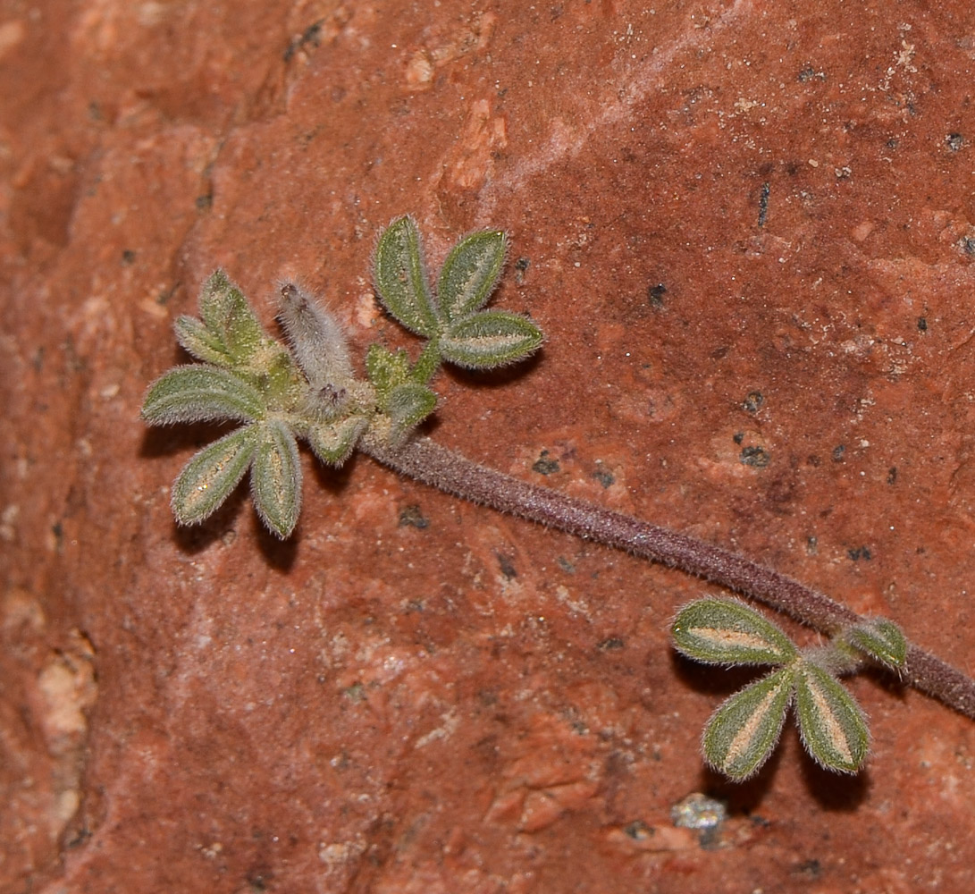 Изображение особи Lotononis platycarpa.