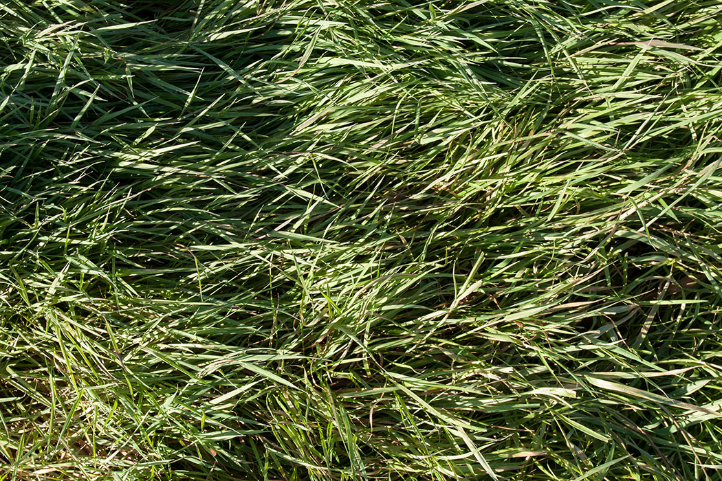 Image of Agrostis stolonifera specimen.