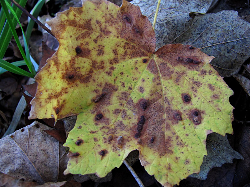 Image of Acer pseudoplatanus specimen.