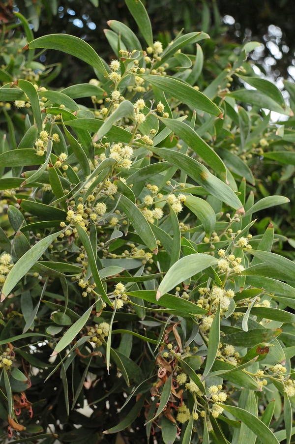 Изображение особи Acacia melanoxylon.