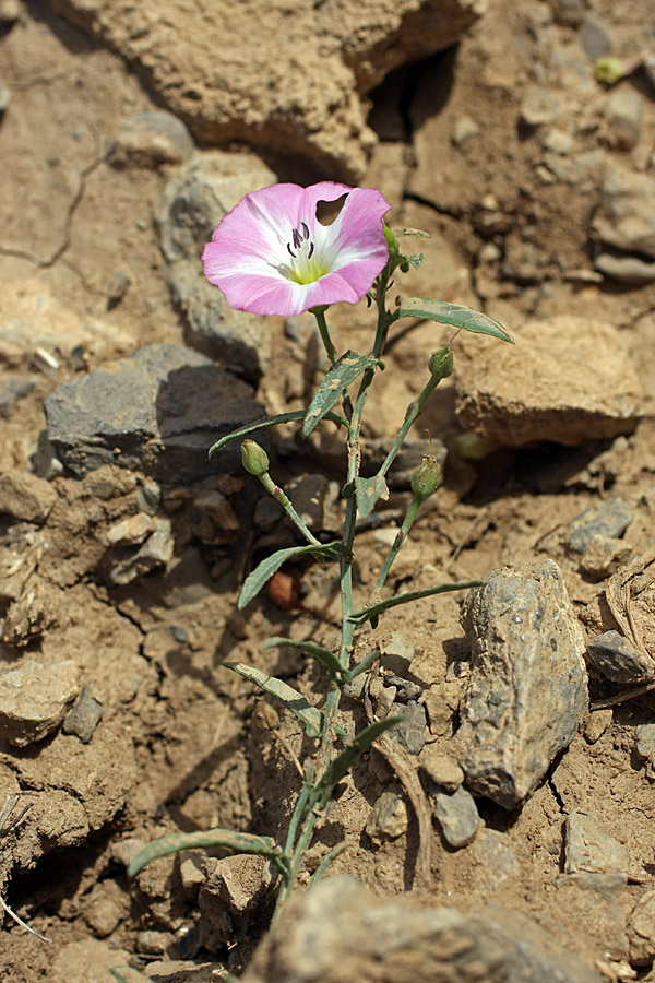 Изображение особи Convolvulus arvensis.