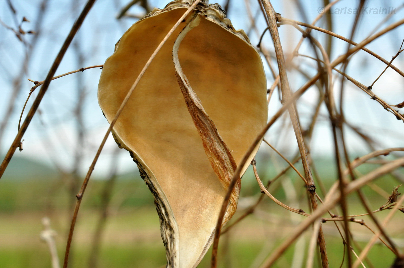 Image of Metaplexis japonica specimen.