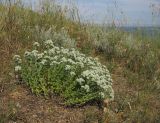 Teucrium capitatum