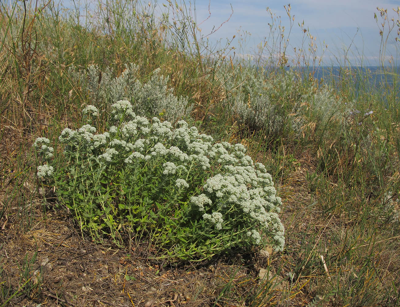 Изображение особи Teucrium capitatum.