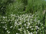 genus Cerastium