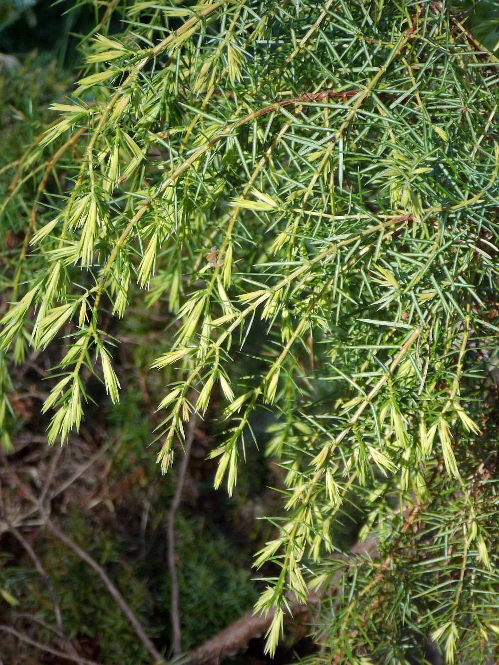 Изображение особи Juniperus communis.