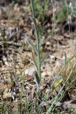 Pilosella echioides. Прикорневая часть растения. Южный Казахстан, горы Алатау (Даубаба), Восточный перевал, ~1620 м н.у.м. 04.07.2014.