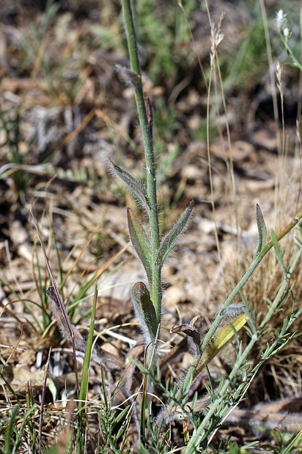 Image of Pilosella echioides specimen.