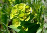 Euphorbia condylocarpa